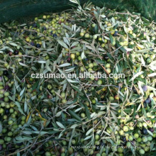 Qualité Best-Selling récolte des fruits d&#39;olive net
